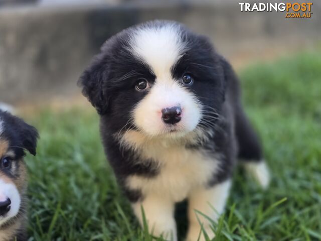 Gorgeous Australian Shepherd x Border Collie Puppies