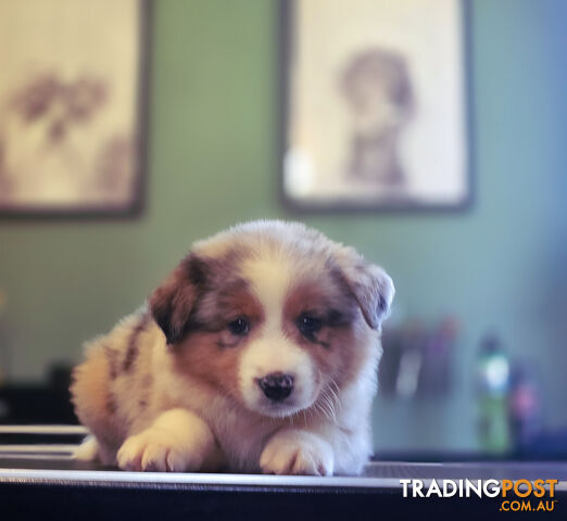 Gorgeous Australian Shepherd x Border Collie Puppies