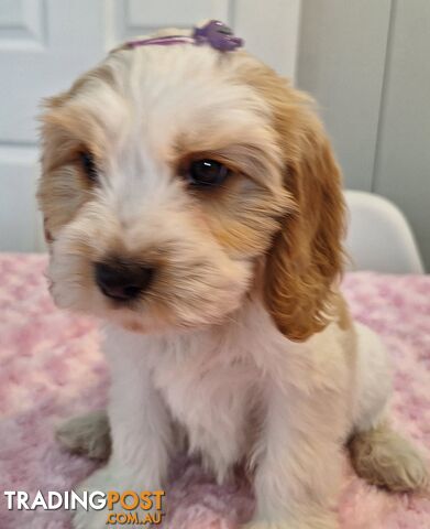 Stunning DNA clear  toy Cavoodle puppys