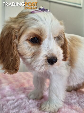 Stunning DNA clear  toy Cavoodle puppys