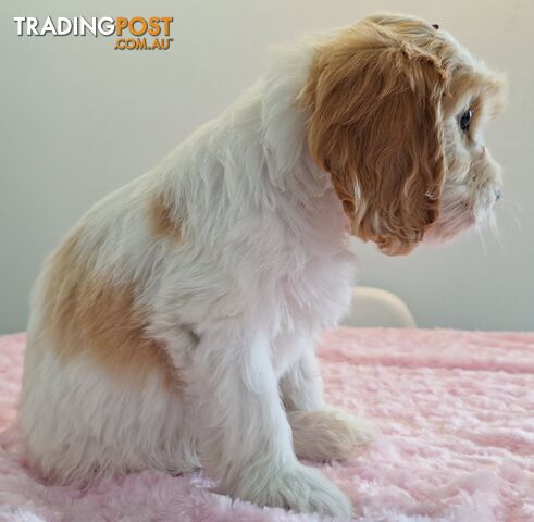 Stunning DNA clear  toy Cavoodle puppys