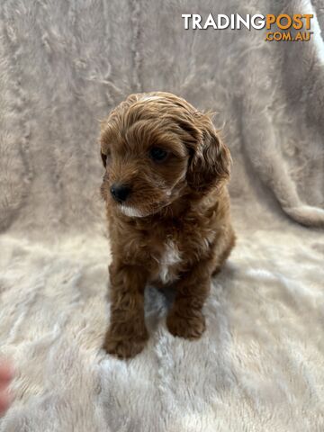 Toy Poodle cross puppy