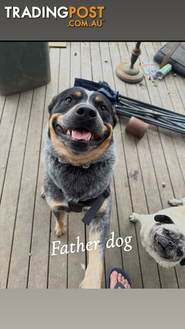 Border collie x blue healer puppies
