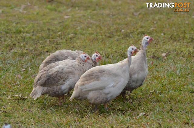 Cinnamon Guinea Fowl Male