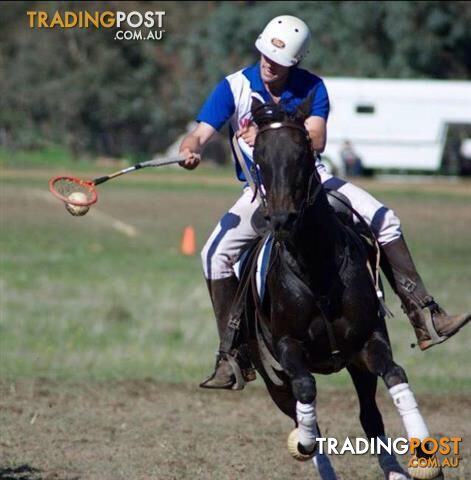 Polocrosse, Campdrafting, Sporting Mare! 