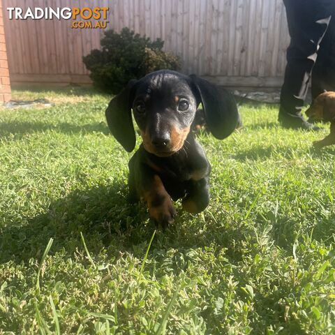 10 Week Male Mini Dachshund Puppy