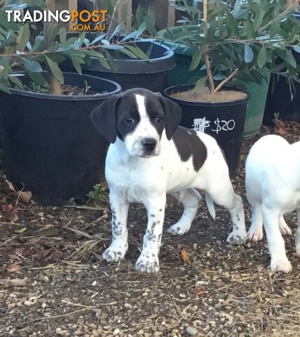 Cocker Spaniel x Whippet