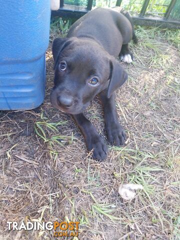 Amstaff cross