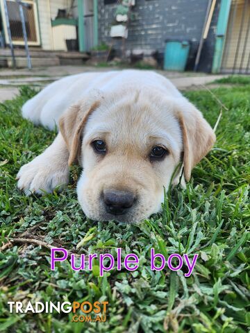 PURE BRED LABRADOR PUPPIES