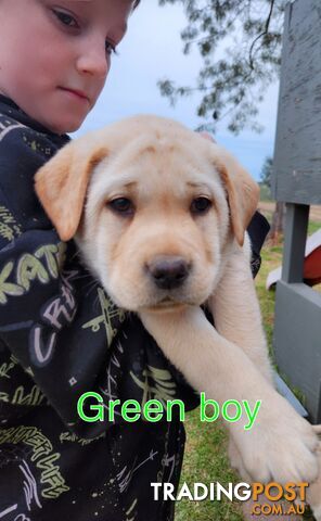 PURE BRED LABRADOR PUPPIES