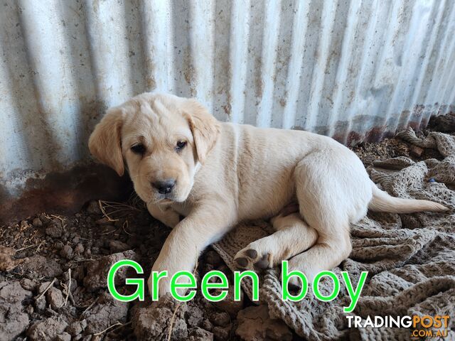 CHUBBY PURE BRED LABRADOR PUPPIES