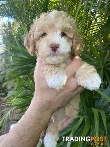 Cavoodle Puppies