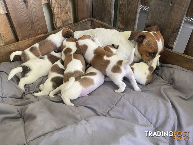 Jack Russell Puppies