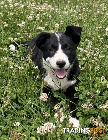 Border collie puppies