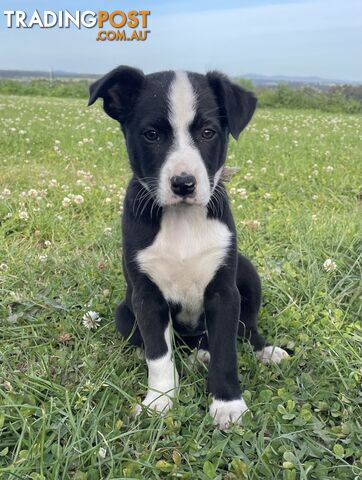 Border collie puppies