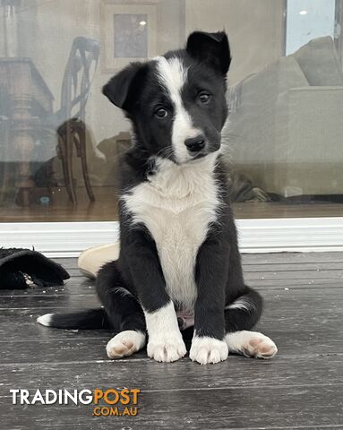 Border collie puppies