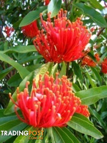 Native Trees, Shrubs and Groundcovers from 3.20