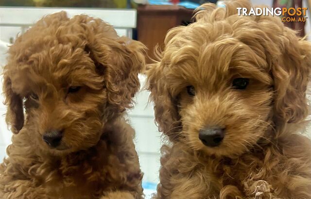 Stunning Cavoodle Puppies