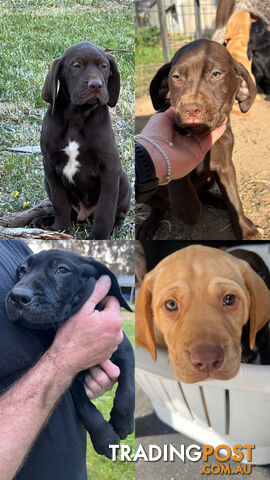 GSP x Labrador Puppies Available Now