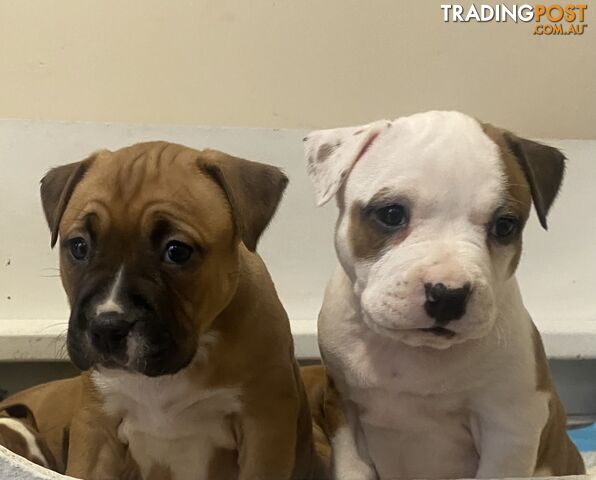 Pedigree American staffy pups ( Amstaff)