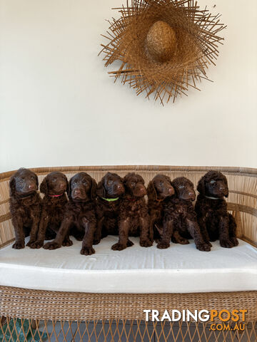 Groodle Puppies (Goldendoodle x Labradoodle)