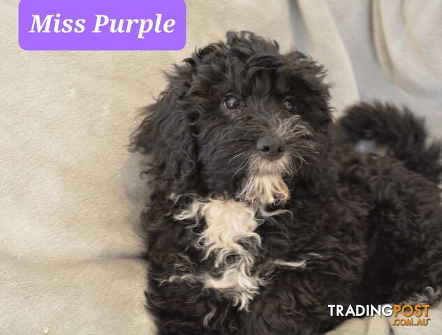 dogs trading post victoria