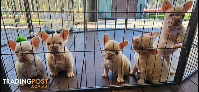 Pure-bred French Bulldog Puppies