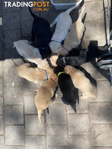 Gorgeous Pure bred Labrador Puppy