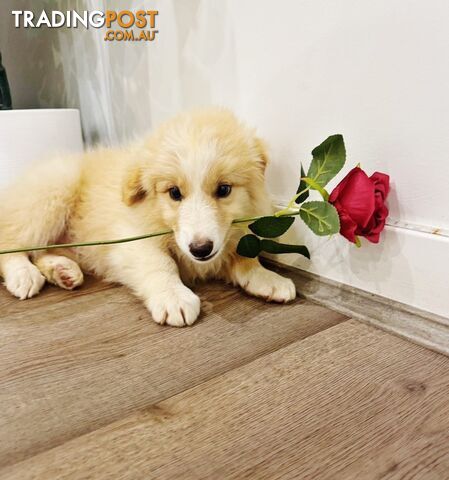 GORGEOUS BORDER COLLIE PUPPIES