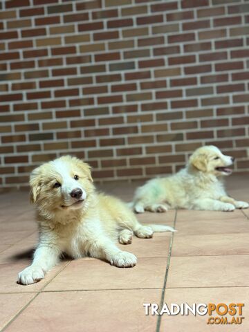 GORGEOUS BORDER COLLIE PUPPIES