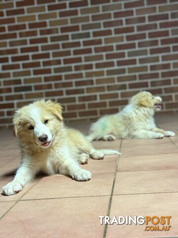 GORGEOUS BORDER COLLIE PUPPIES