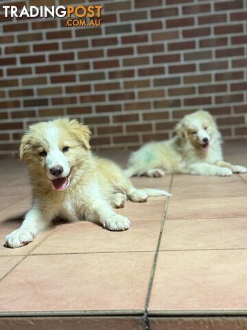 GORGEOUS BORDER COLLIE PUPPIES