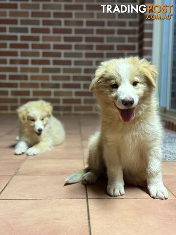 GORGEOUS BORDER COLLIE PUPPIES