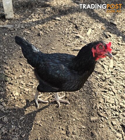 2x Chickens for sale