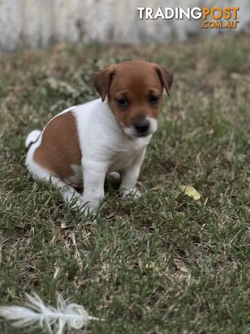 Jack russell sale trading post