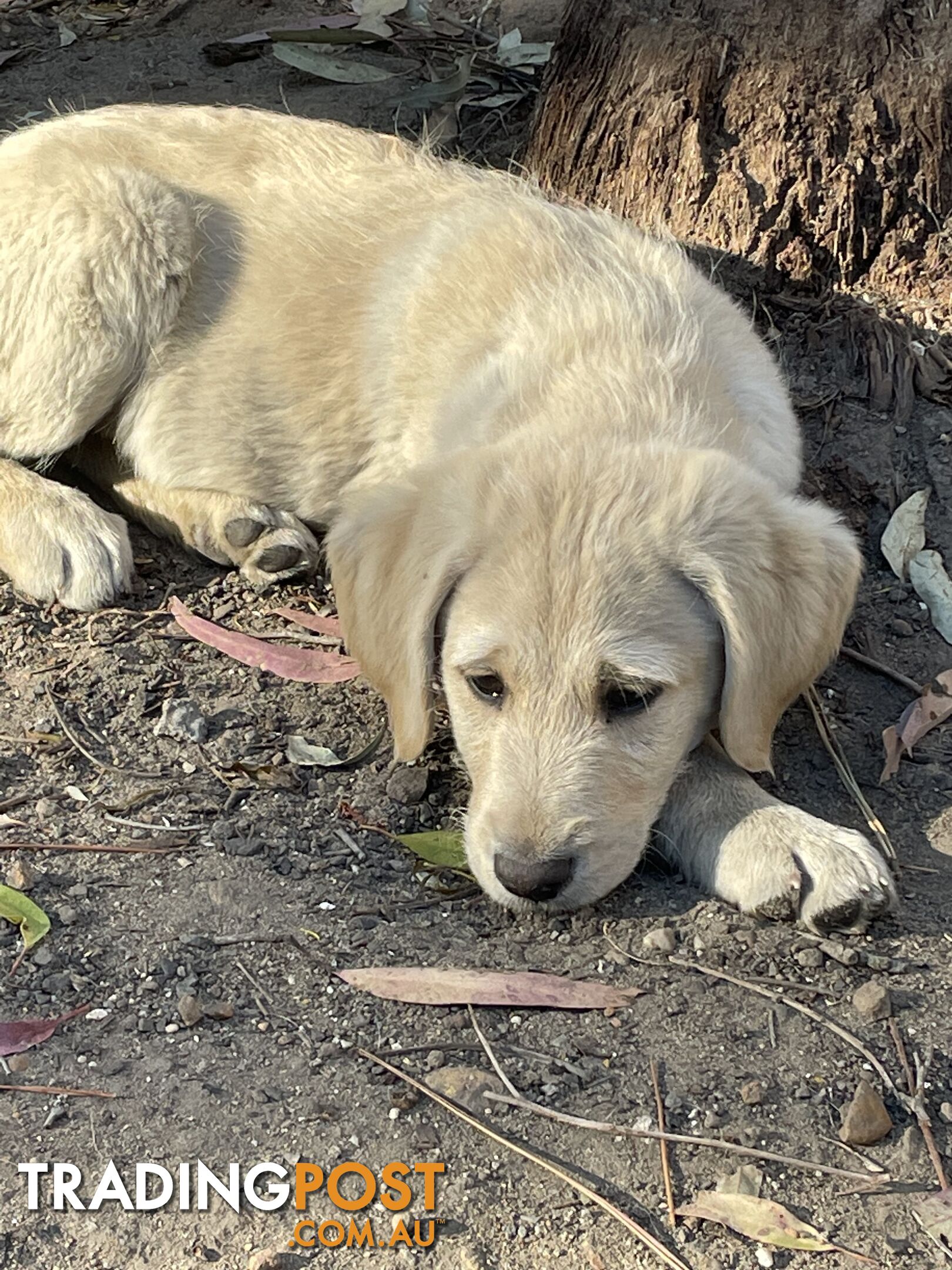 Labradoodle