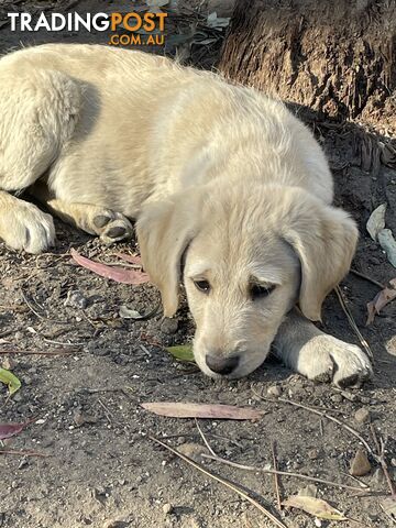 Labradoodle