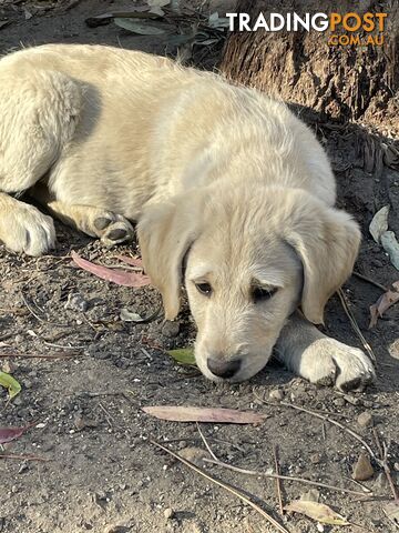 Labradoodle