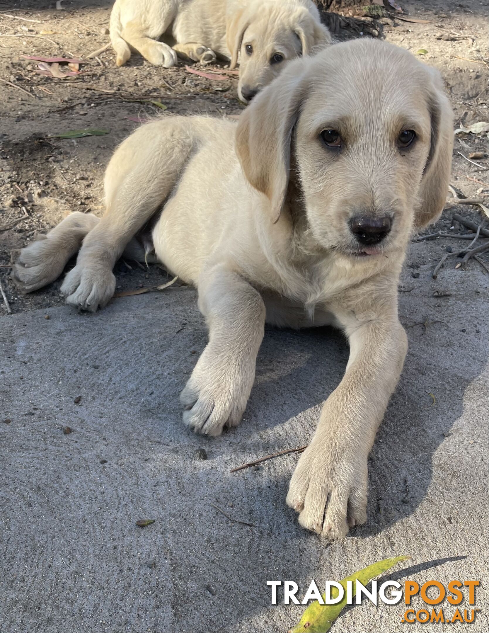 Labradoodle