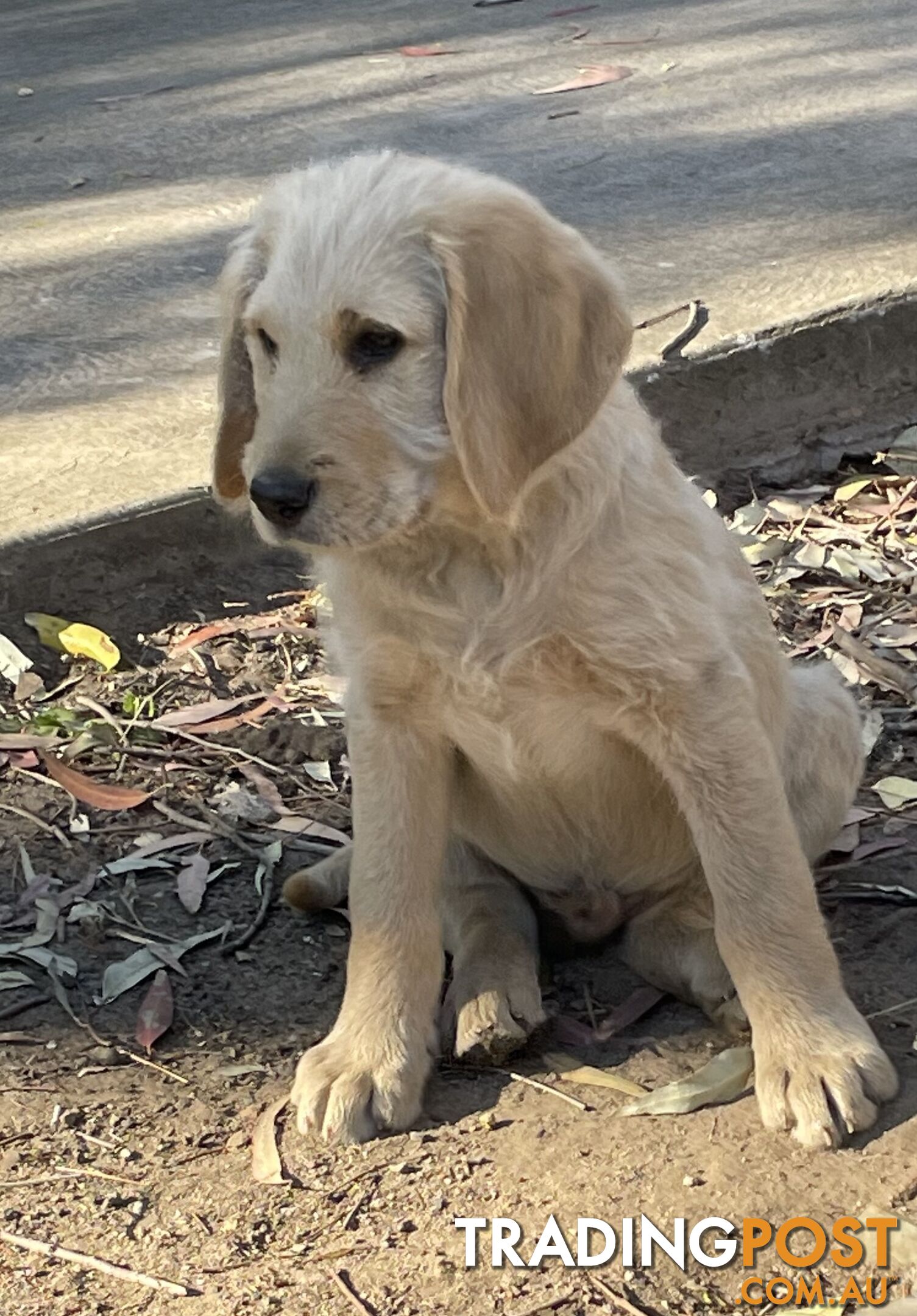 Labradoodle