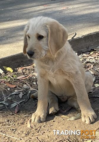 Labradoodle