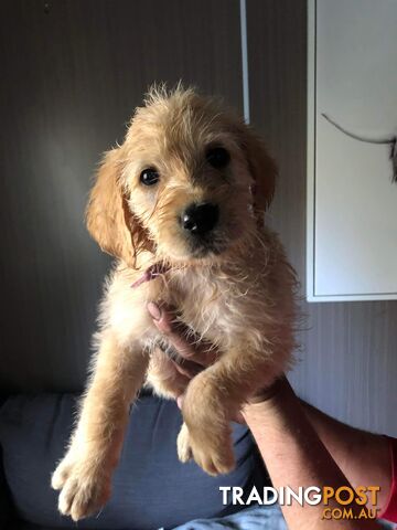 Labradoodle