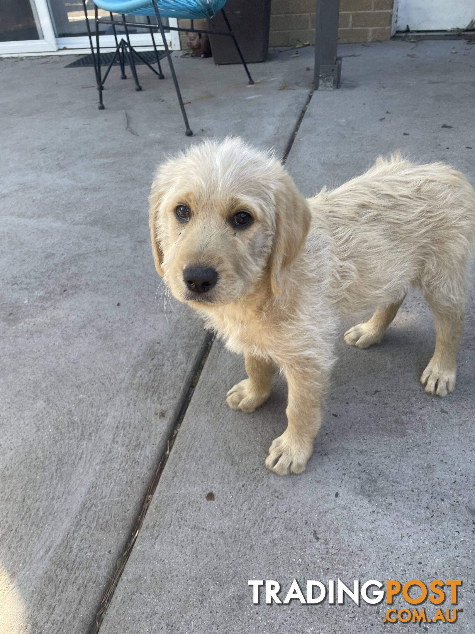 Labradoodle