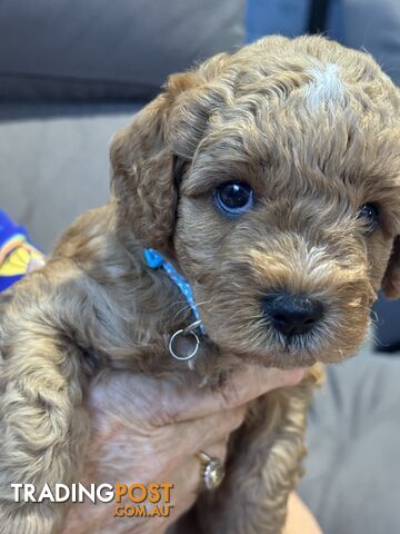 Cavoodle Puppies for Sale