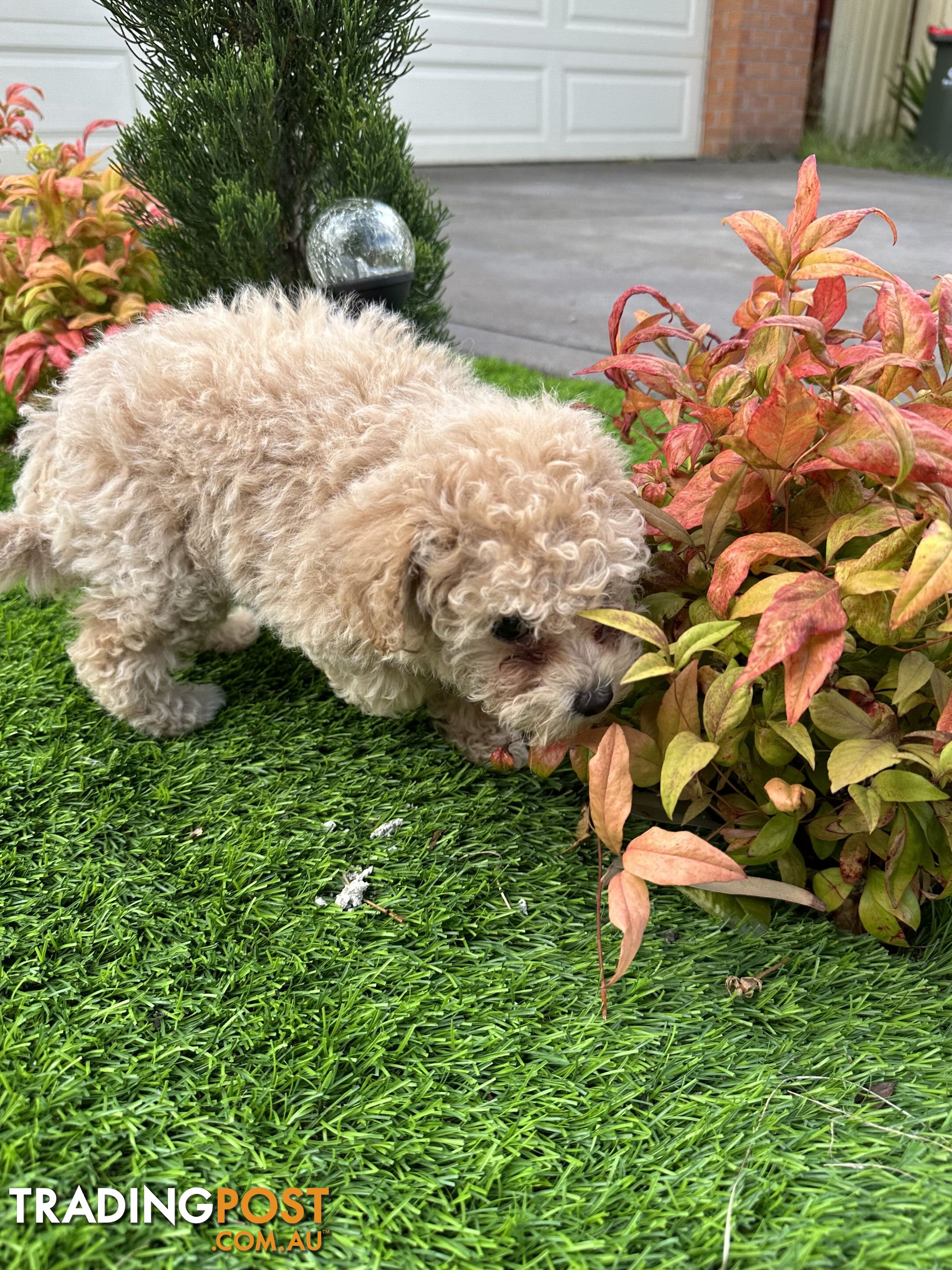 Bichoodle (toy poodle x Bichon frise