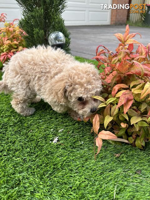 Bichoodle (toy poodle x Bichon frise