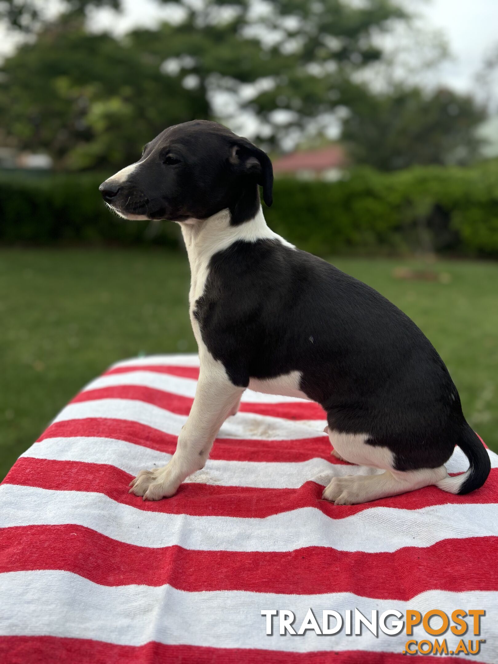 Purebred Whippets Ready to go