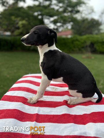 Purebred Whippets Ready to go