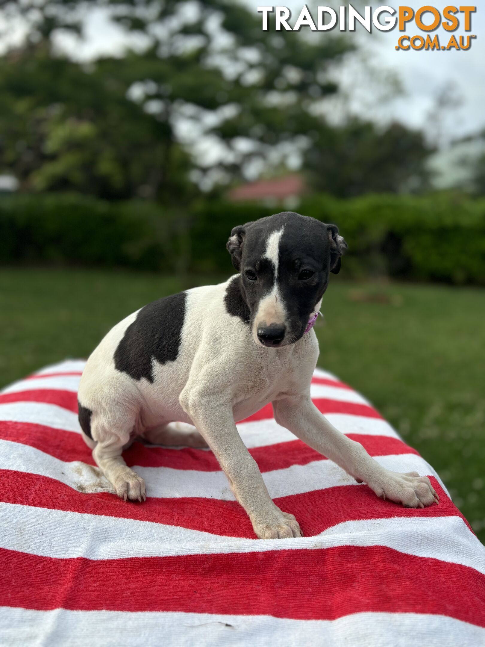 Purebred Whippets Ready to go