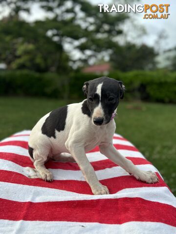 Purebred Whippets Ready to go